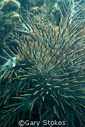 The Coral Killer - Crown of Thorns by Gary Stokes 